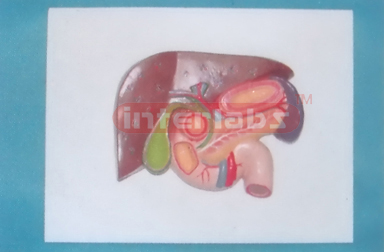 HUMAN LIVER SPLEEN, PANCREAS & DUODENUM MODEL WITH PLASTIC BASE